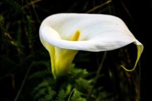 Calla lily, Christchurch Botanic Gardens